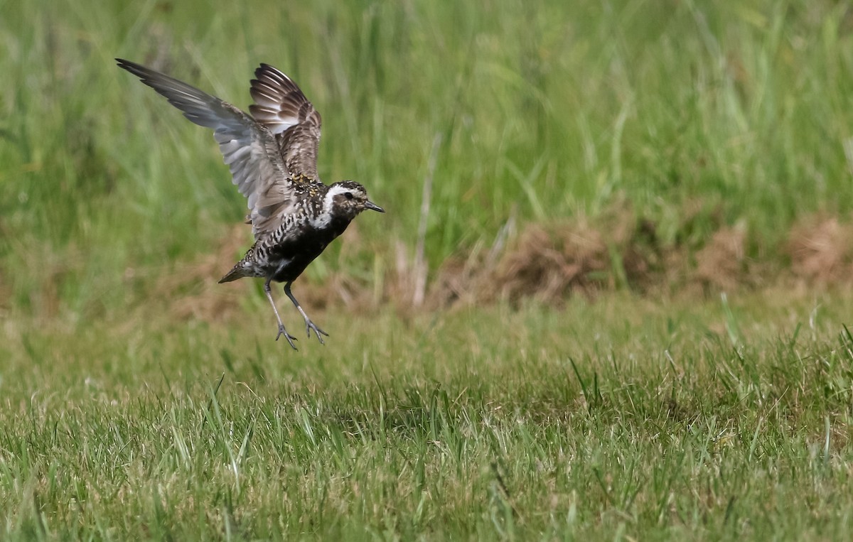 Pacific Golden-Plover - ML250622511