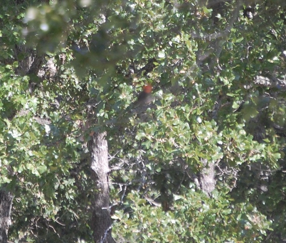 Vermilion Flycatcher - Braden Farris