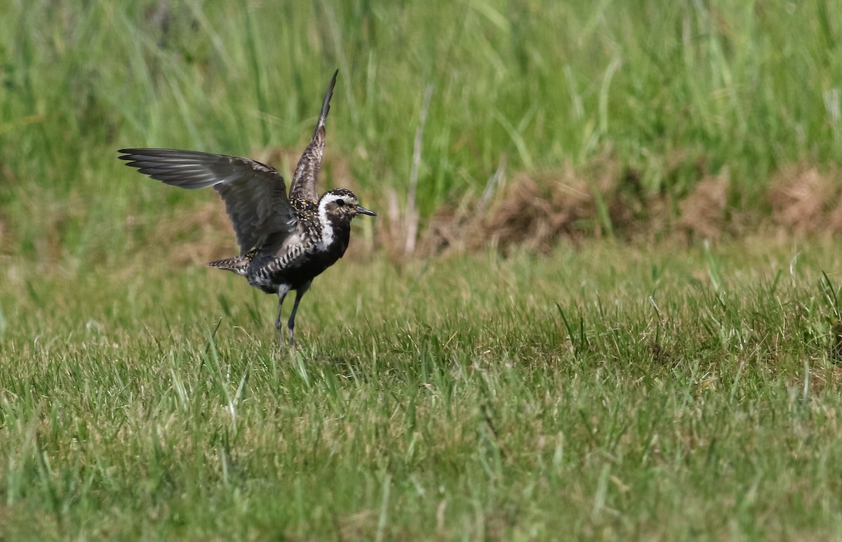 Pacific Golden-Plover - ML250622531