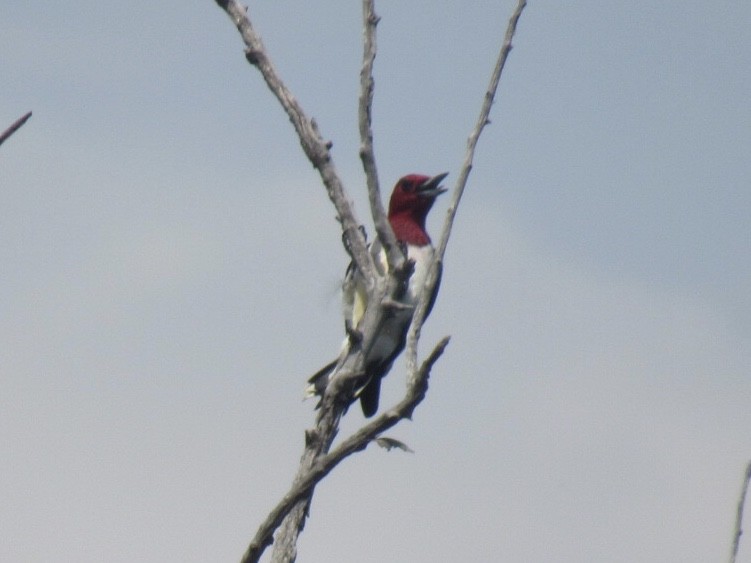 Red-headed Woodpecker - ML250623861