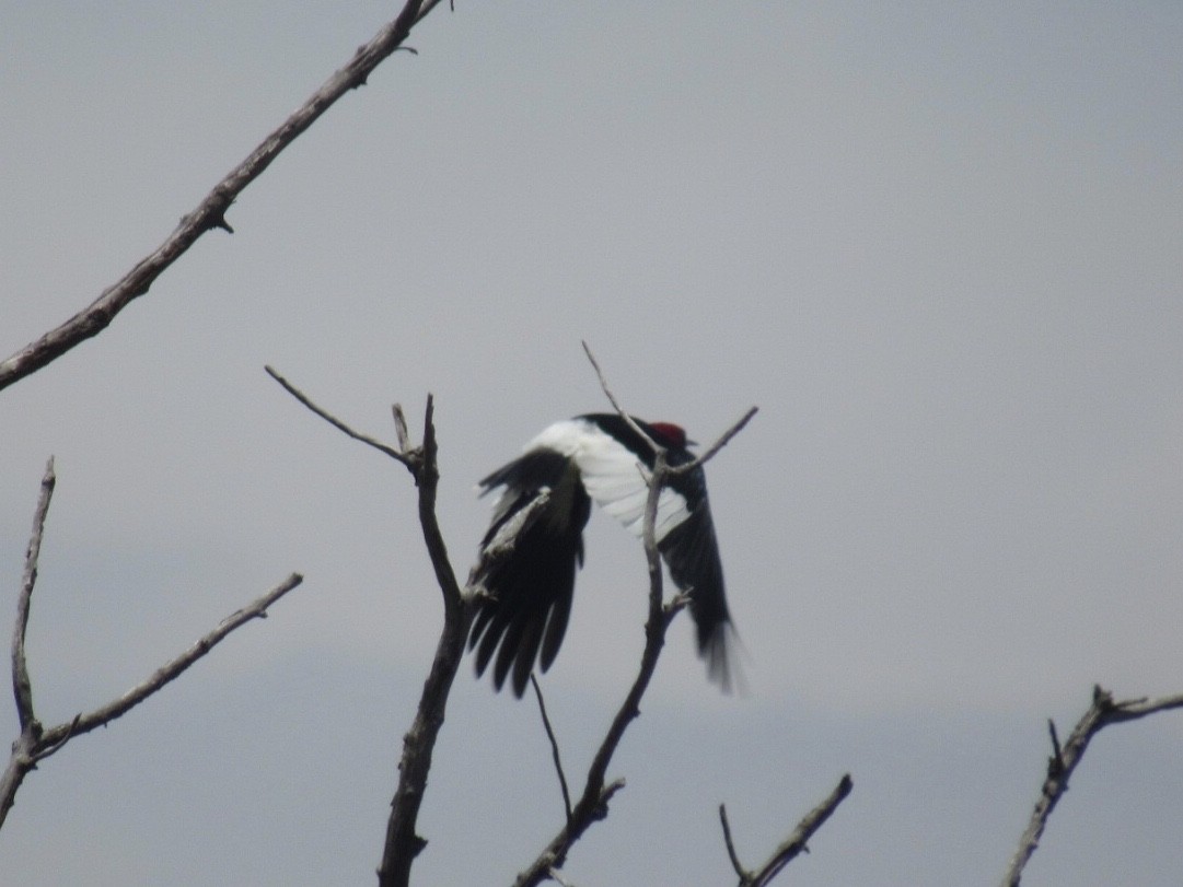 Red-headed Woodpecker - ML250623871