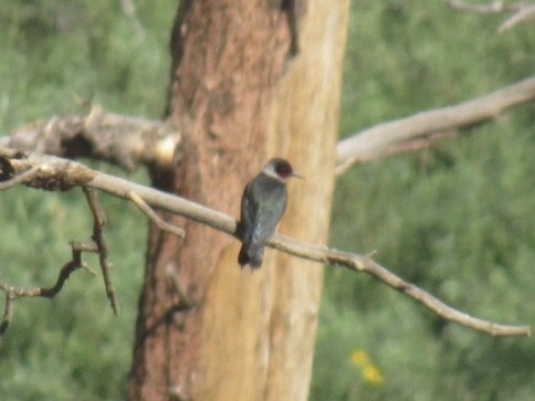 Lewis's Woodpecker - ML250623951