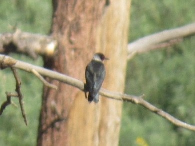 Lewis's Woodpecker - ML250623961