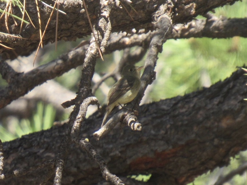 Western Flycatcher (Cordilleran) - ML250623971