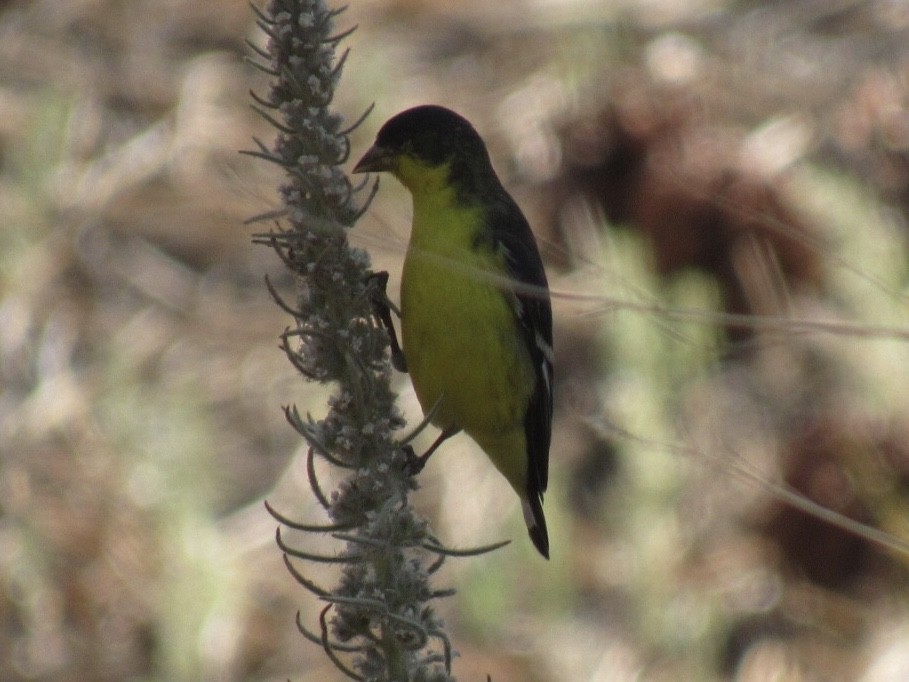 Lesser Goldfinch - ML250623991
