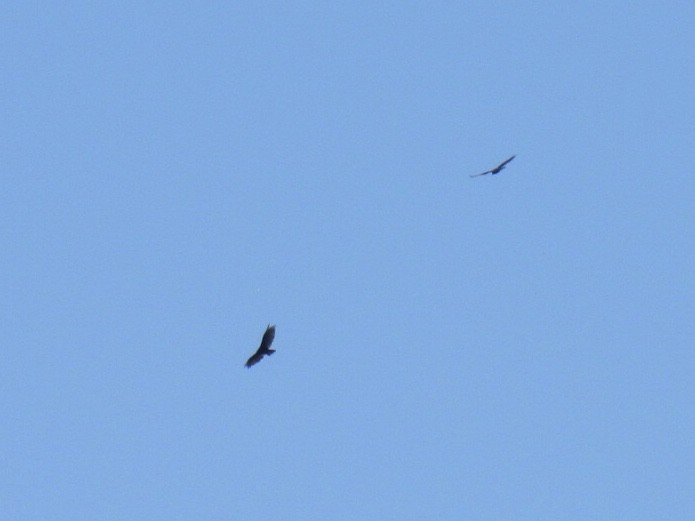 Turkey Vulture - ML250624051