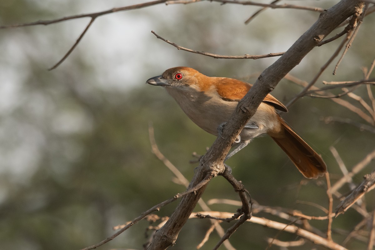 Great Antshrike - Pablo Re