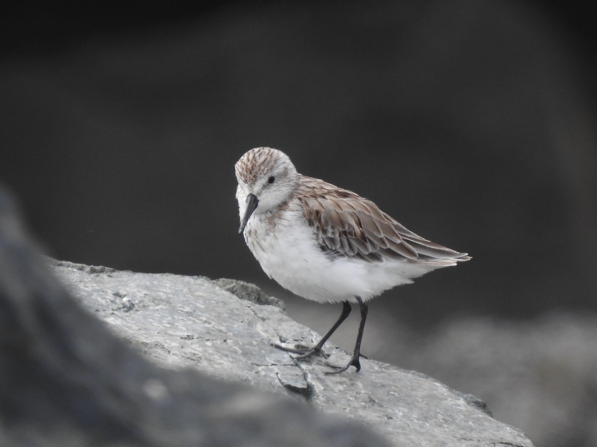 Western Sandpiper - ML250624941