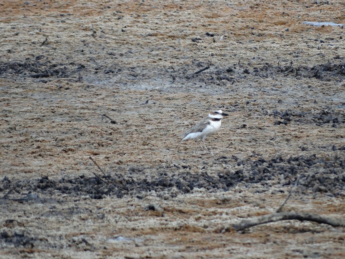 Wilson's Plover - ML250627521