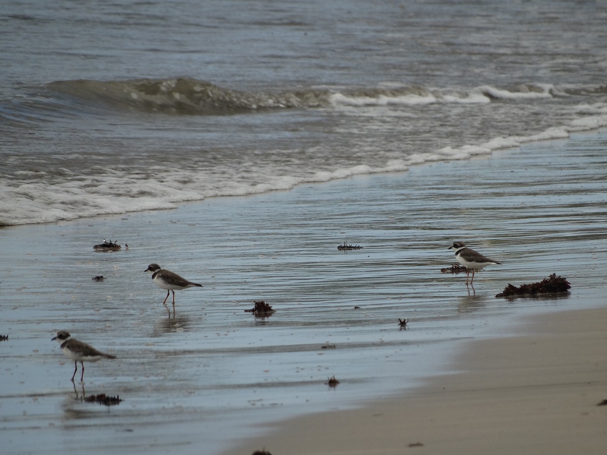 Semipalmated Plover - Kenrith Carter