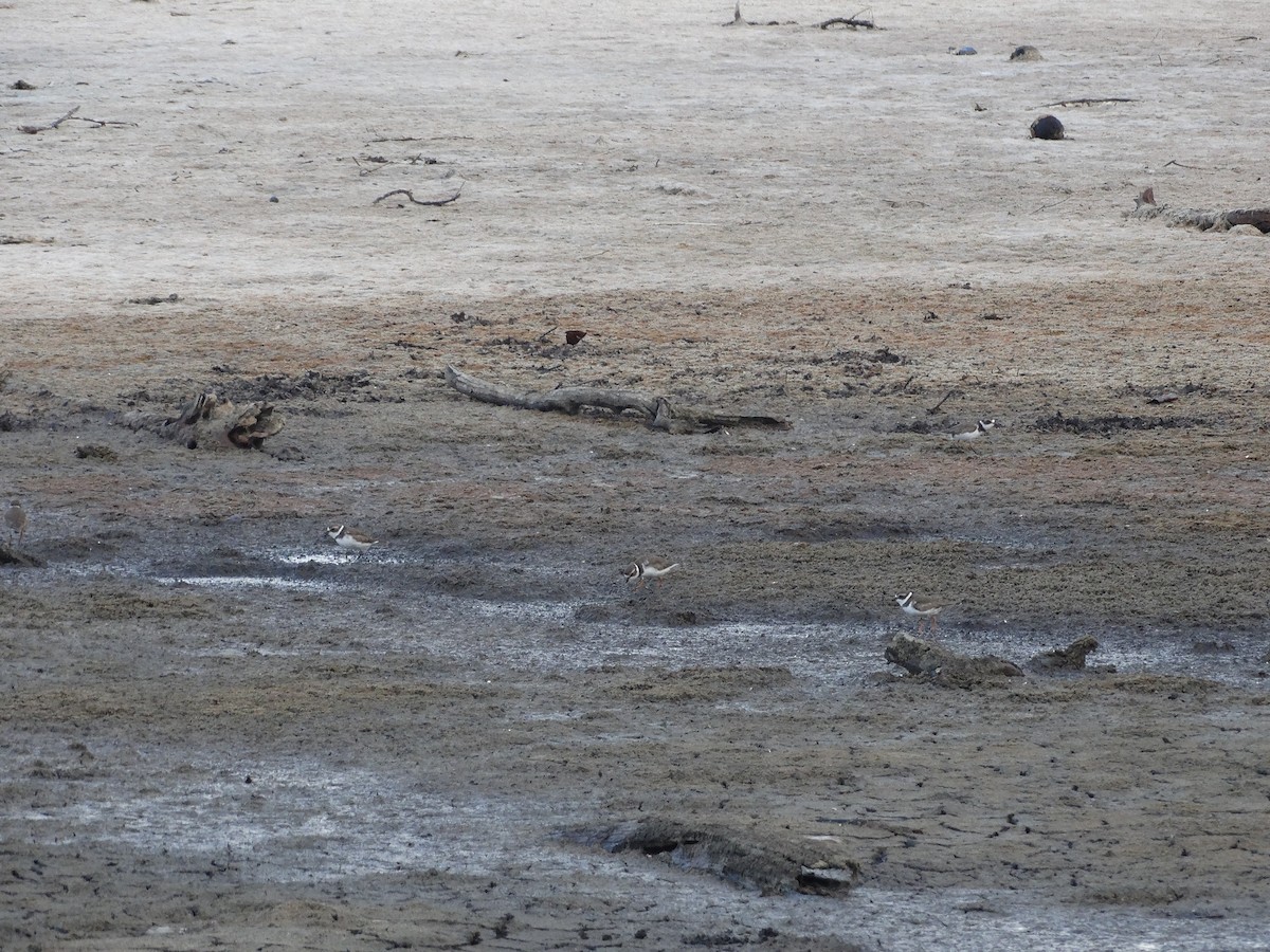 Semipalmated Plover - Kenrith Carter