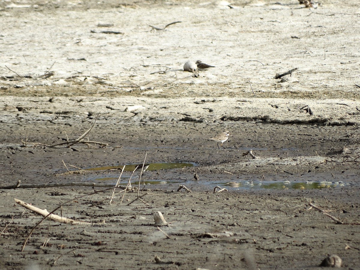 Semipalmated Plover - Kenrith Carter