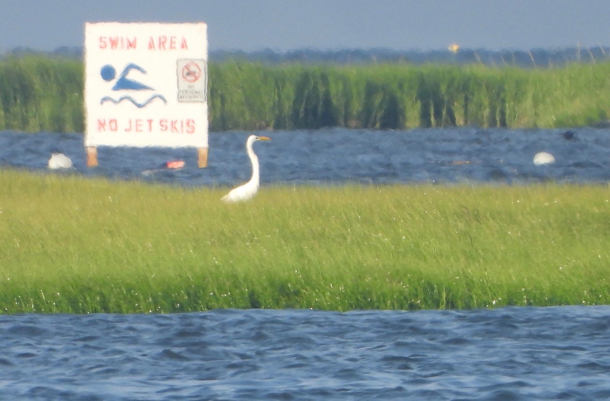 Great Egret - ML250628301