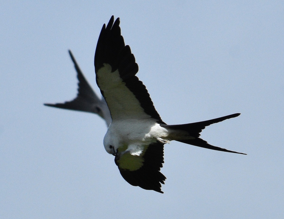 Swallow-tailed Kite - ML250629601