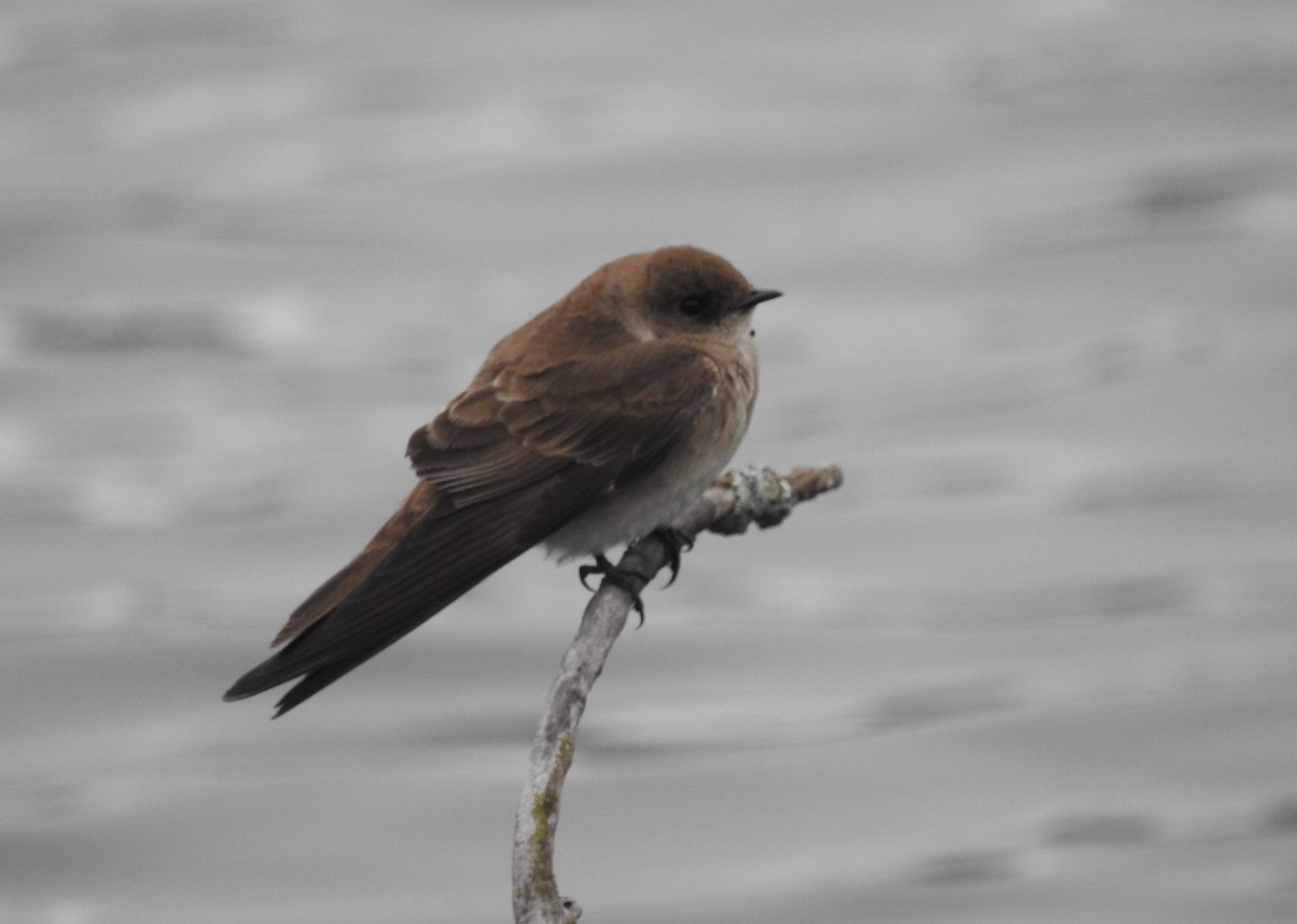 Northern Rough-winged Swallow - ML250630741