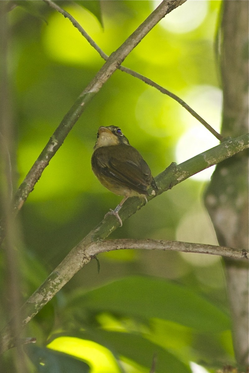 Russet-winged Spadebill - ML250635101