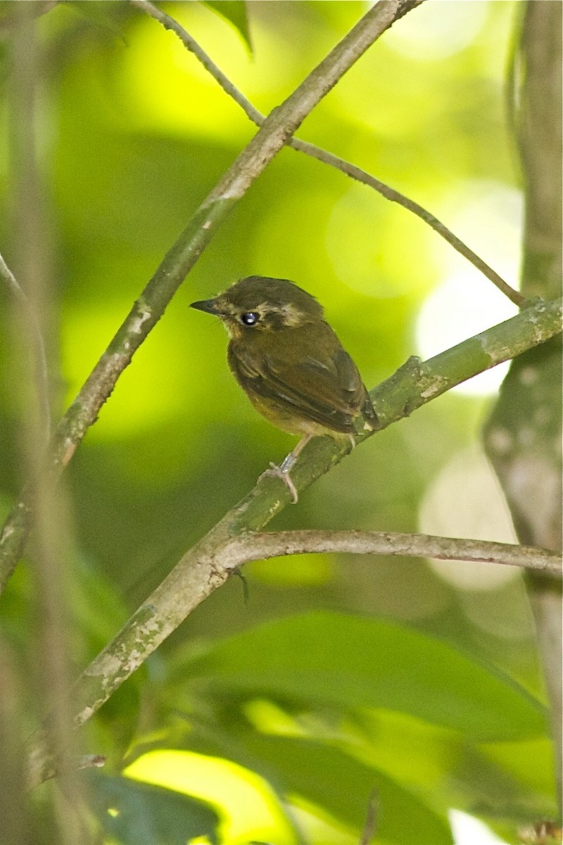 Russet-winged Spadebill - ML250635111