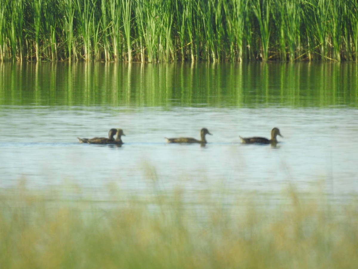 American Black Duck - ML250635561