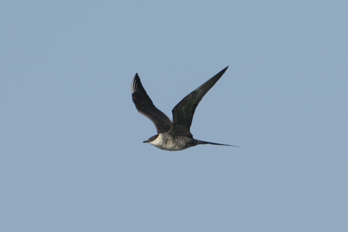 Long-tailed Jaeger - ML250635671