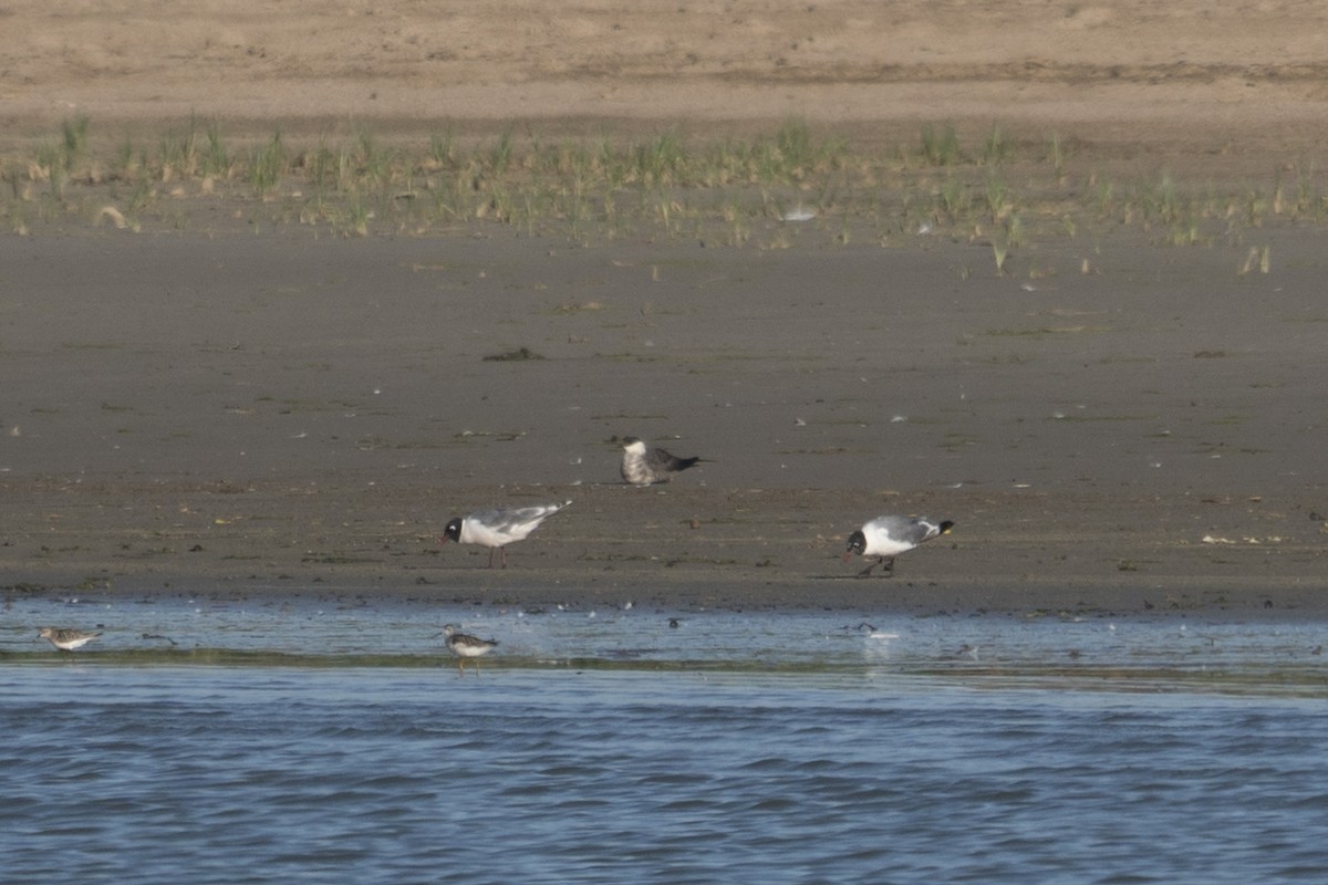 Long-tailed Jaeger - Joey Negreann