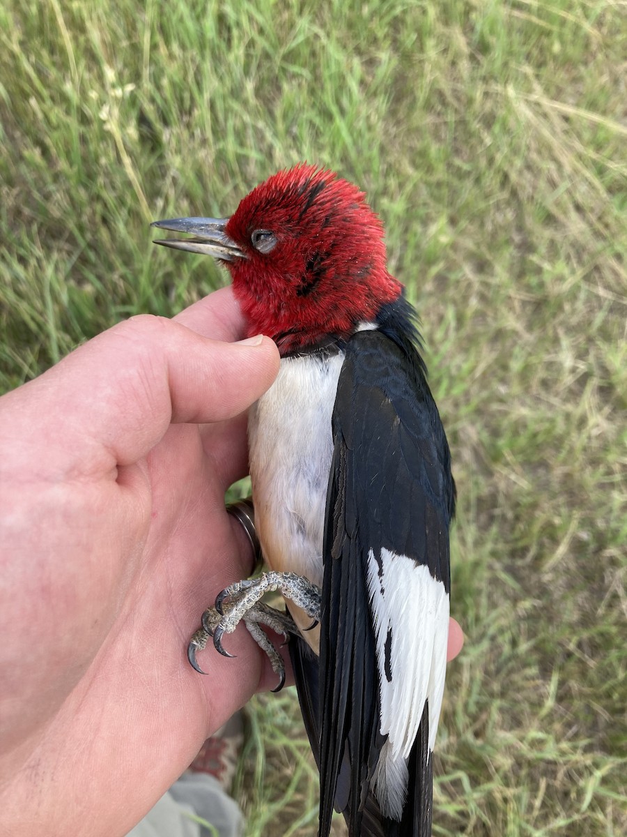 Red-headed Woodpecker - ML250637261