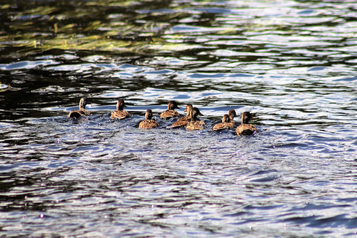 Mallard - ML250637521