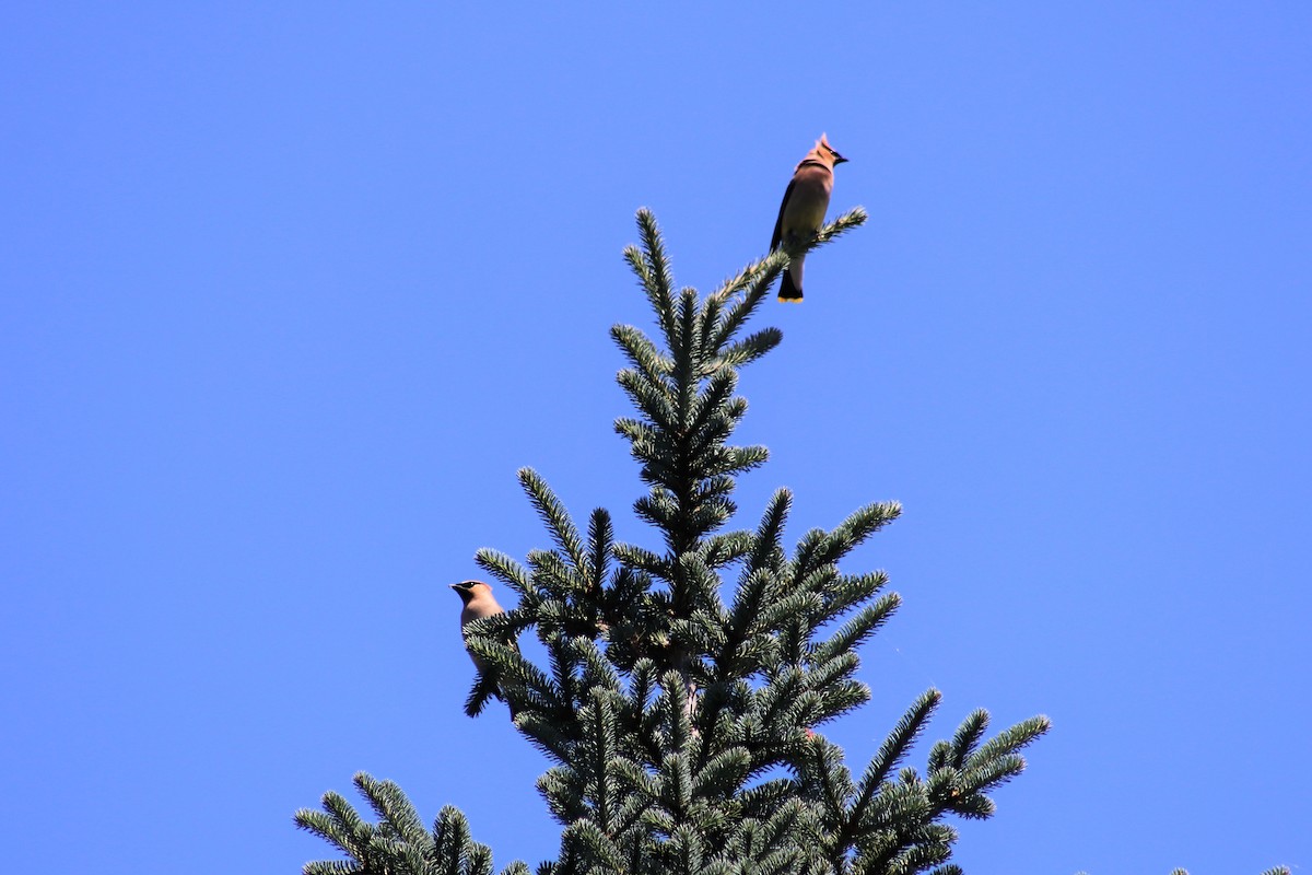 Cedar Waxwing - Cindy Grimes