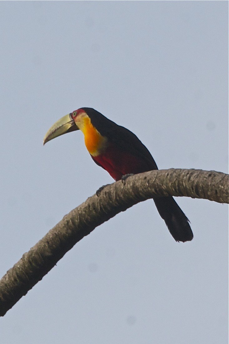 Red-breasted Toucan - ML250639091