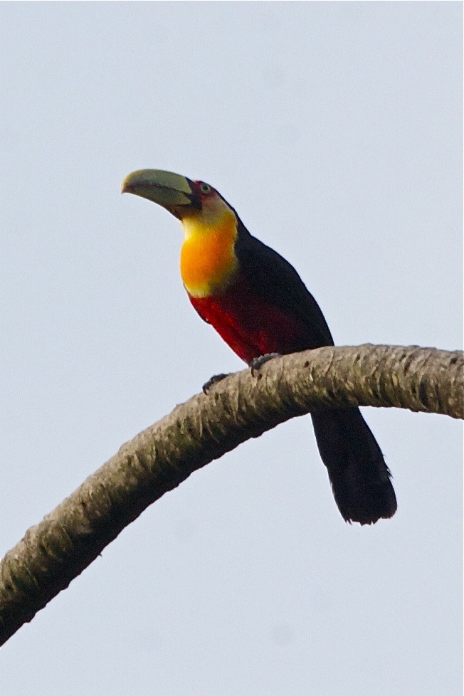 Red-breasted Toucan - ML250639101