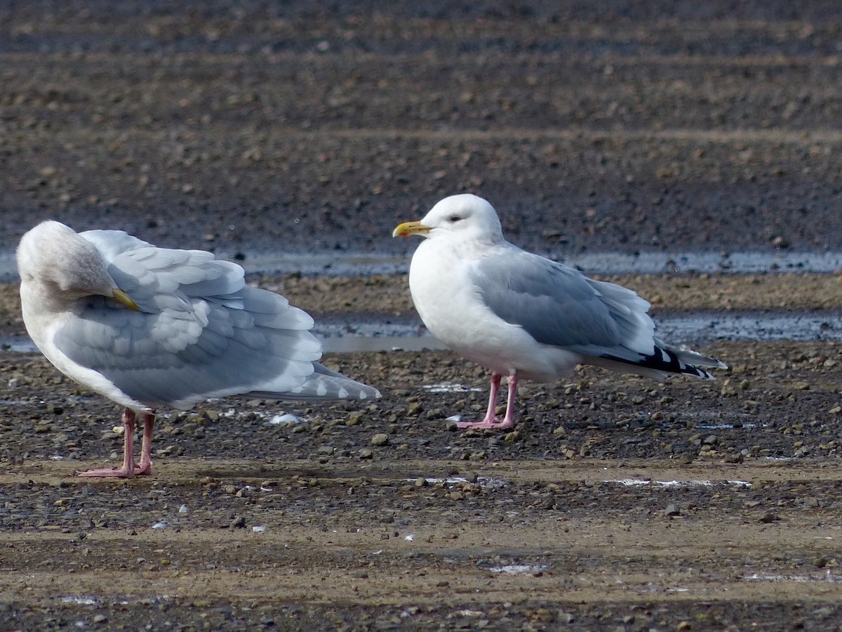 Iceland Gull (Thayer's) - Wink Gross