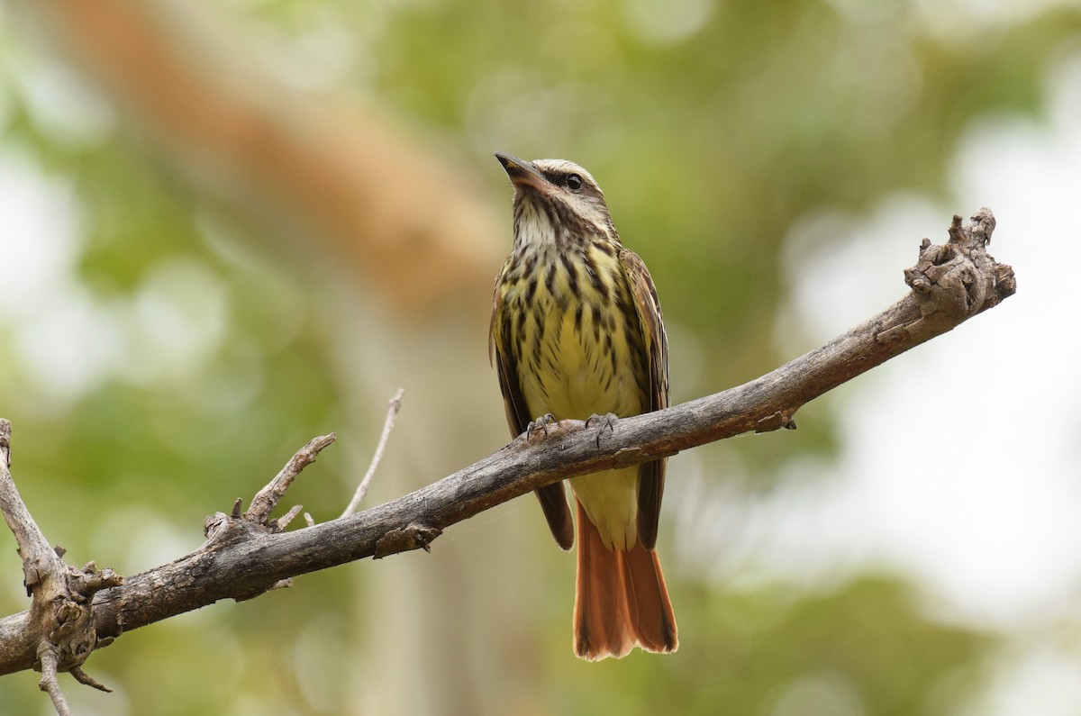 Sulphur-bellied Flycatcher - ML250647591