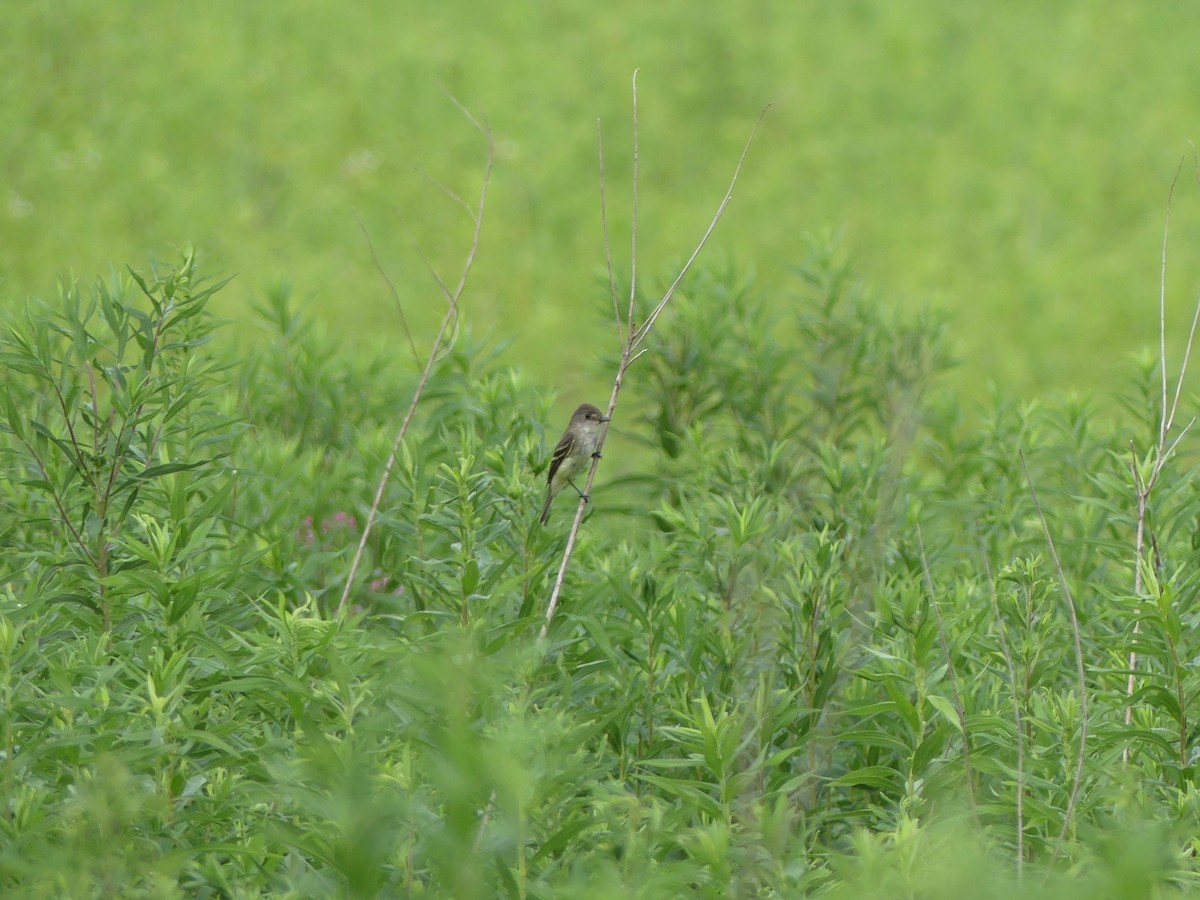 Willow Flycatcher - ML250649351