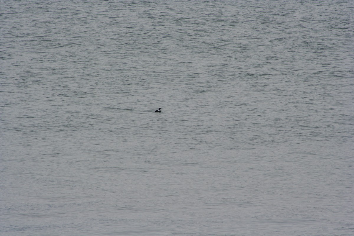 Pigeon Guillemot - Daniel Britt