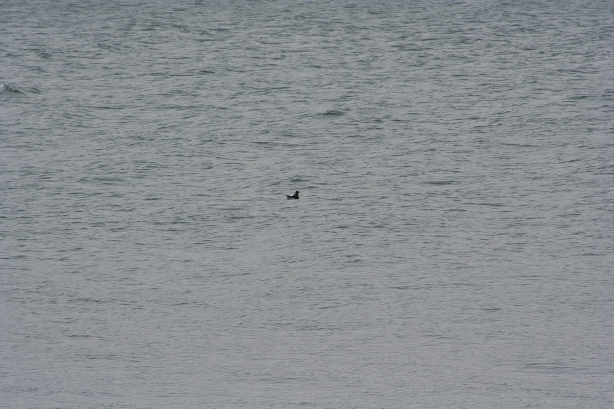 Pigeon Guillemot - ML250651021