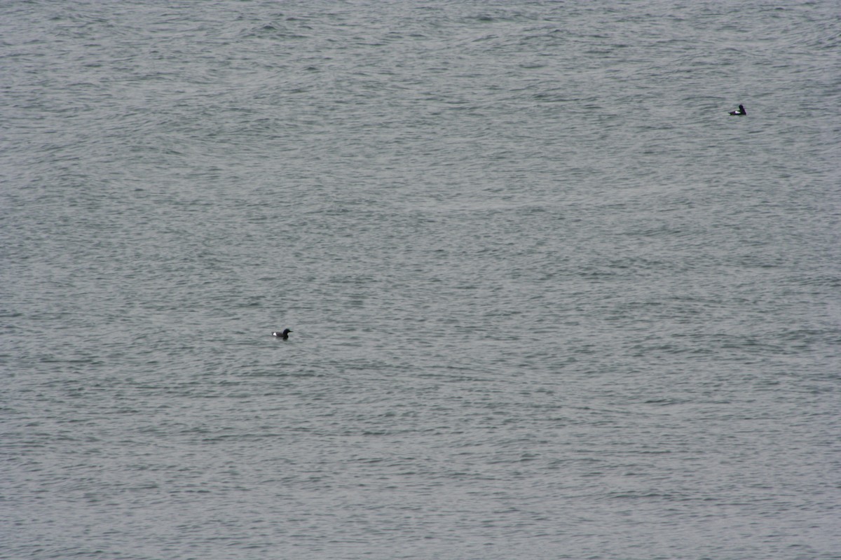 Pigeon Guillemot - ML250651041