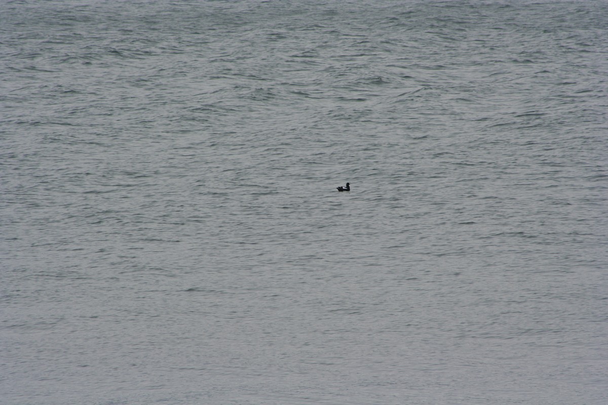 Pigeon Guillemot - ML250651051