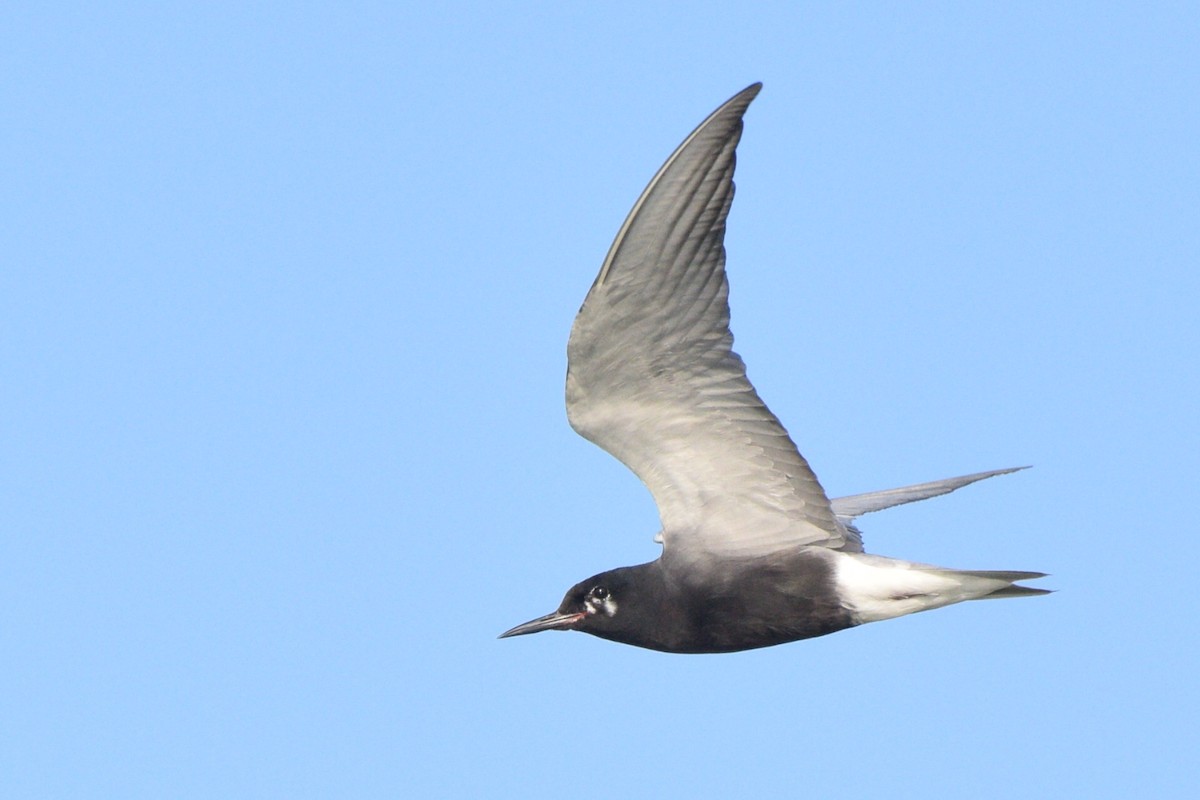 Black Tern - Kiah R. Jasper