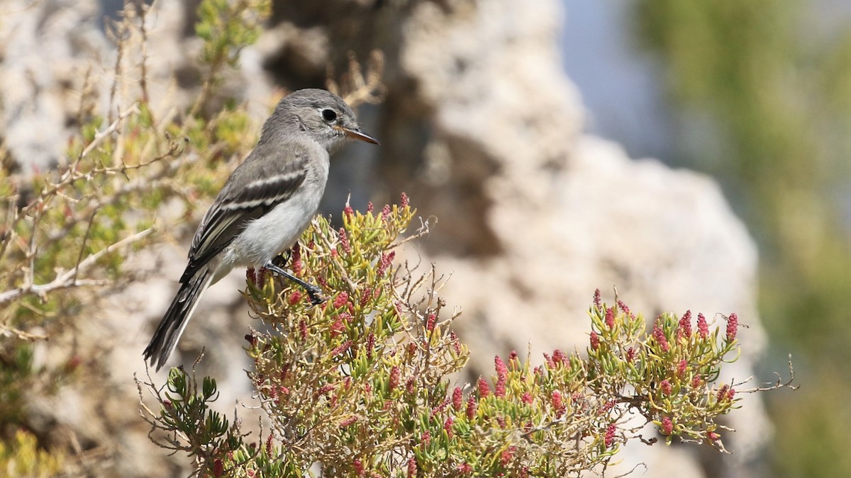 Gray Flycatcher - Dean LaTray