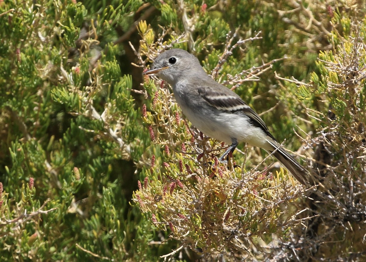 Gray Flycatcher - Dean LaTray