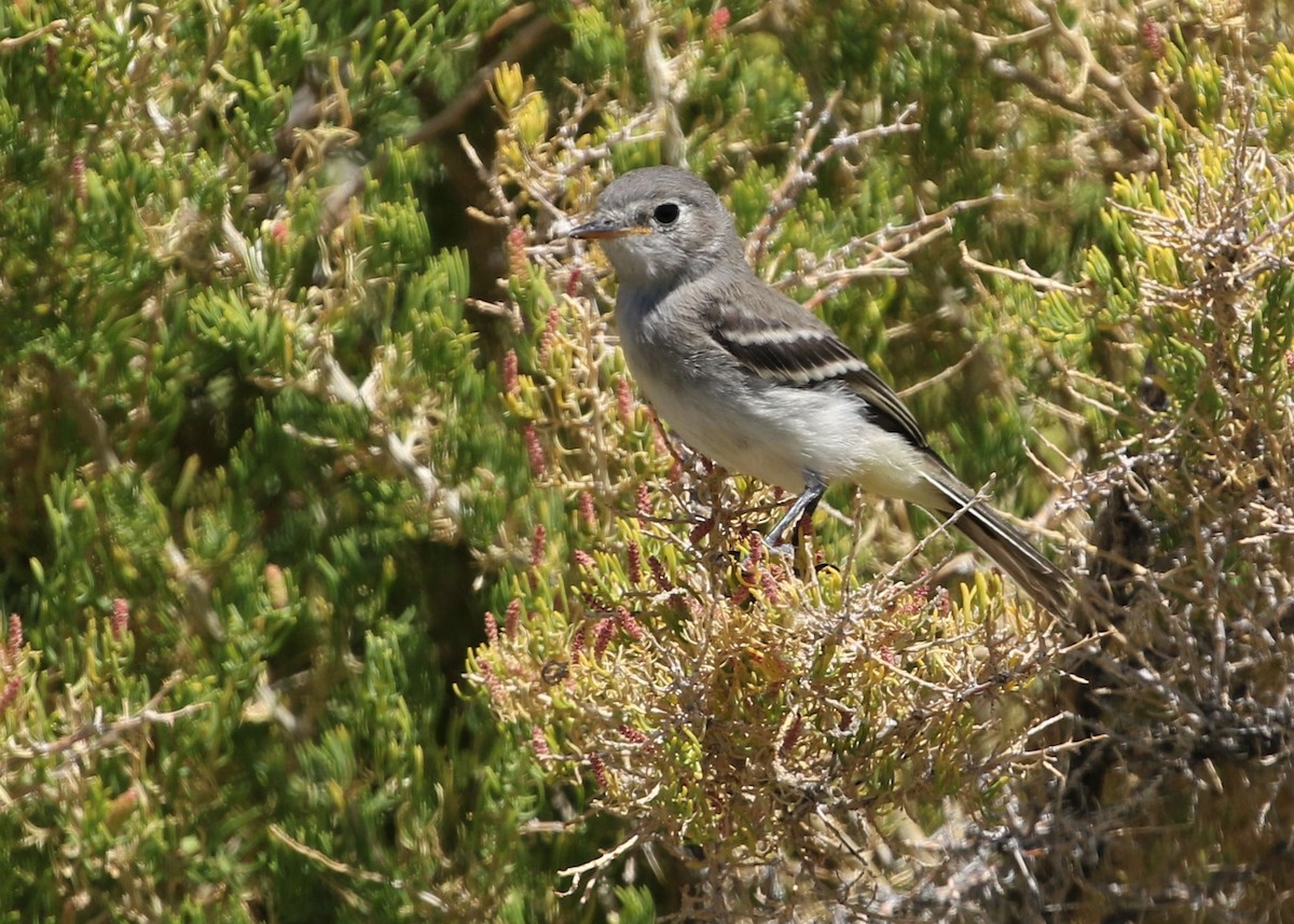 Moucherolle gris - ML250655811