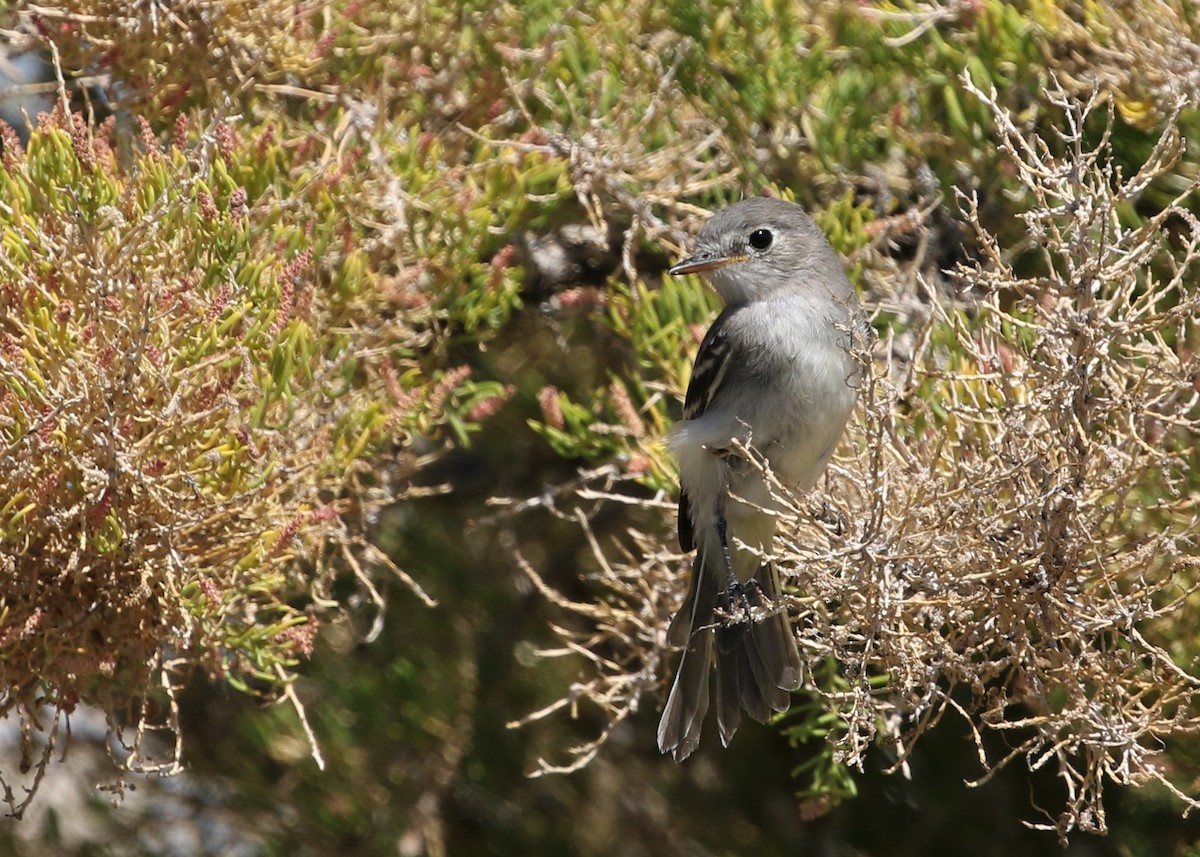 Gray Flycatcher - Dean LaTray