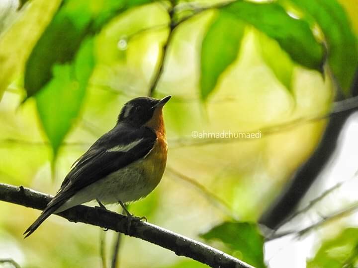 Mugimaki Flycatcher - ML250659691