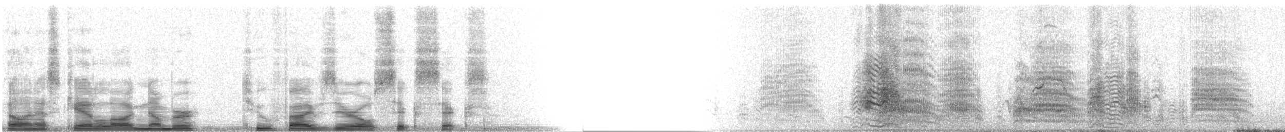 racek australský (ssp. novaehollandiae/forsteri) - ML25066