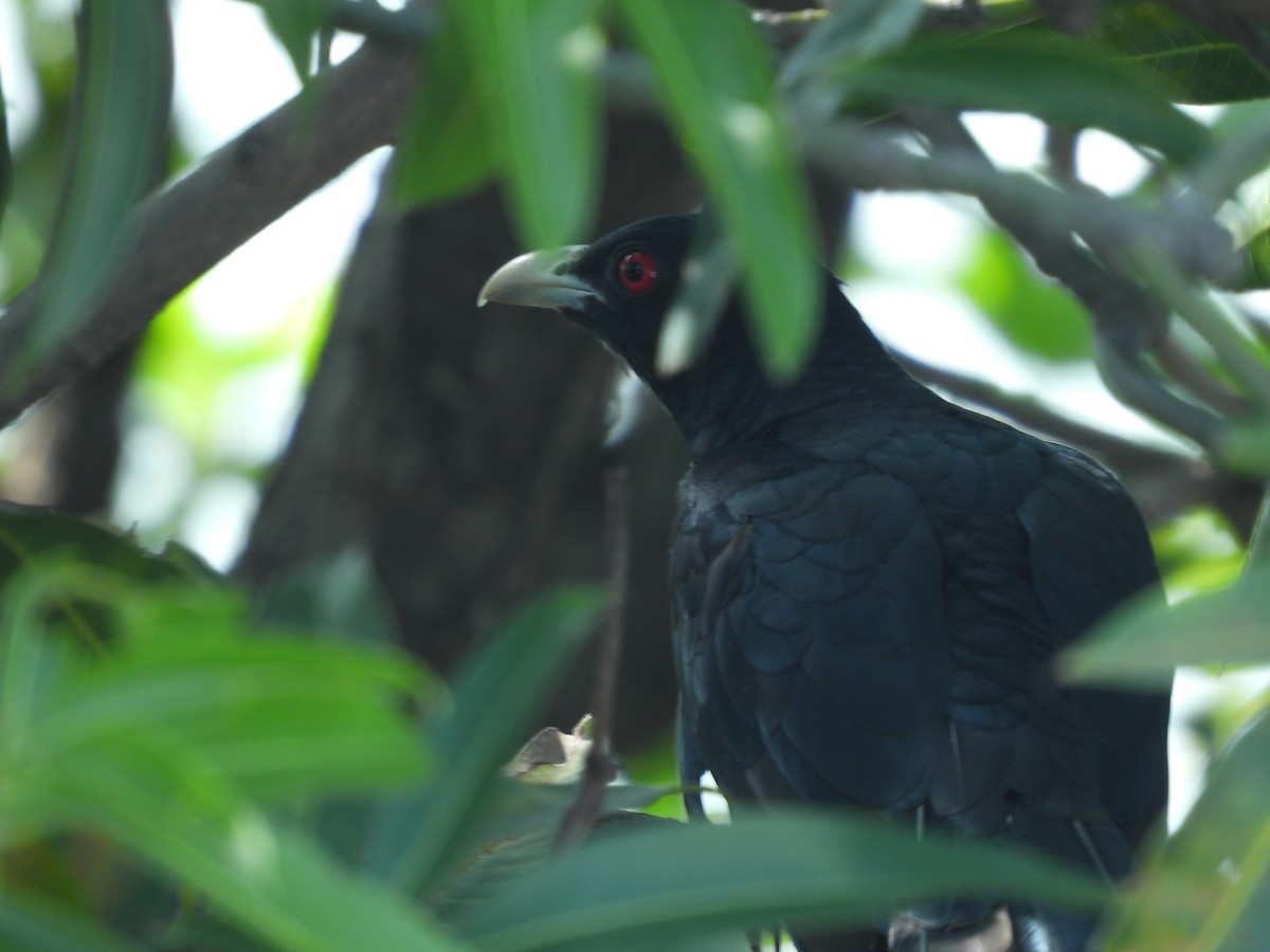 Asian Koel - Hakimuddin F Saify