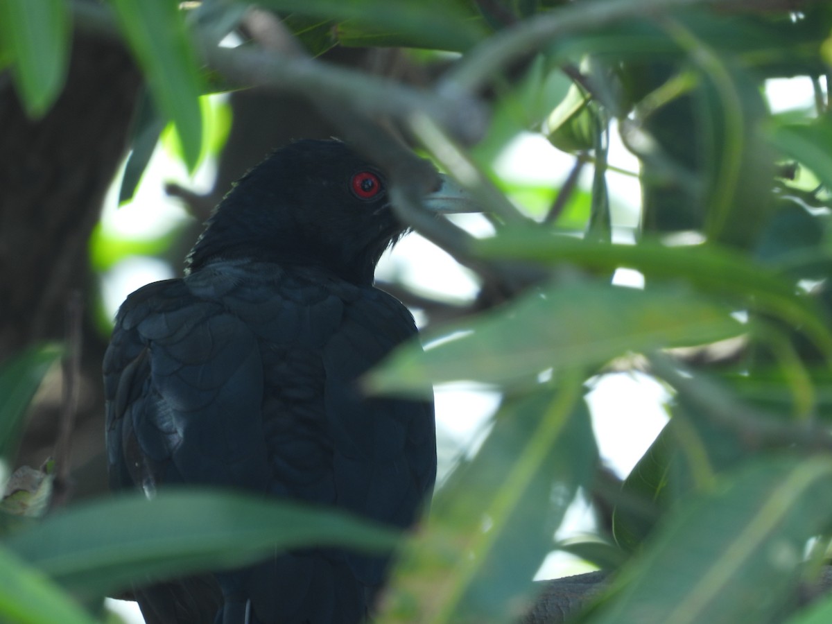 Asian Koel - Hakimuddin F Saify