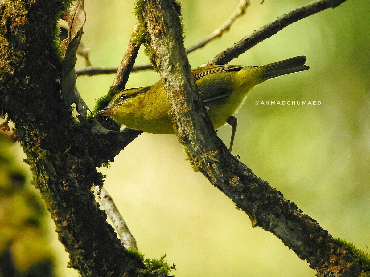 Mountain Leaf Warbler - ML250660211