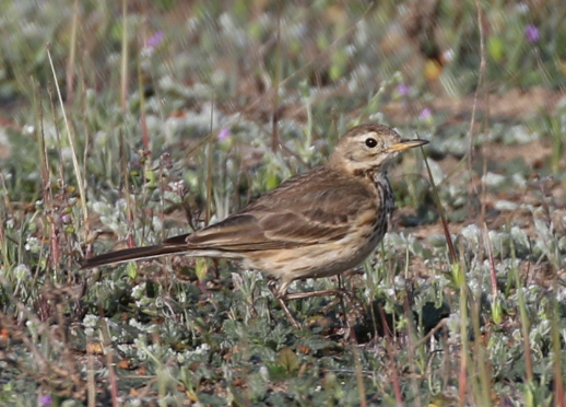 American Pipit - ML25066031