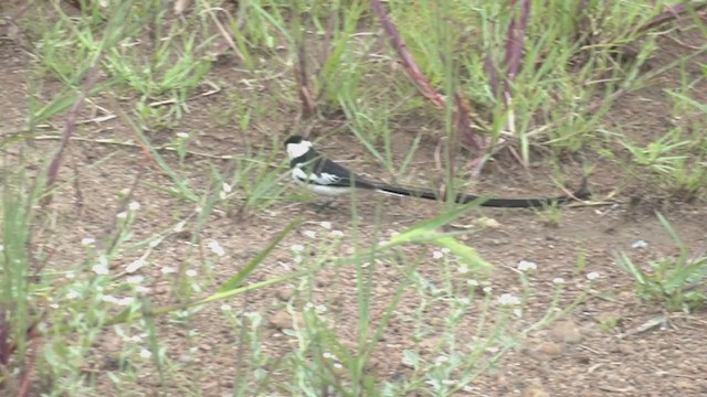Pin-tailed Whydah - ML250661061