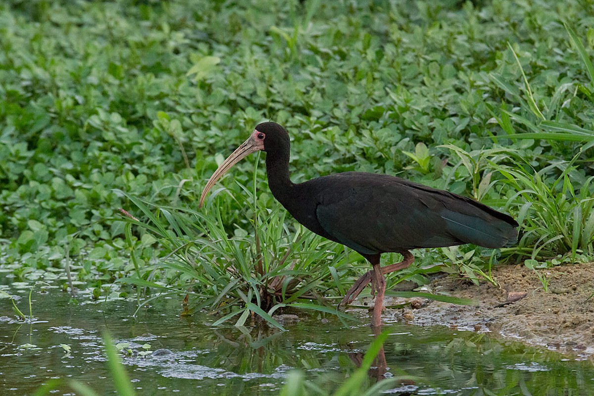 rødmaskeibis - ML250661921