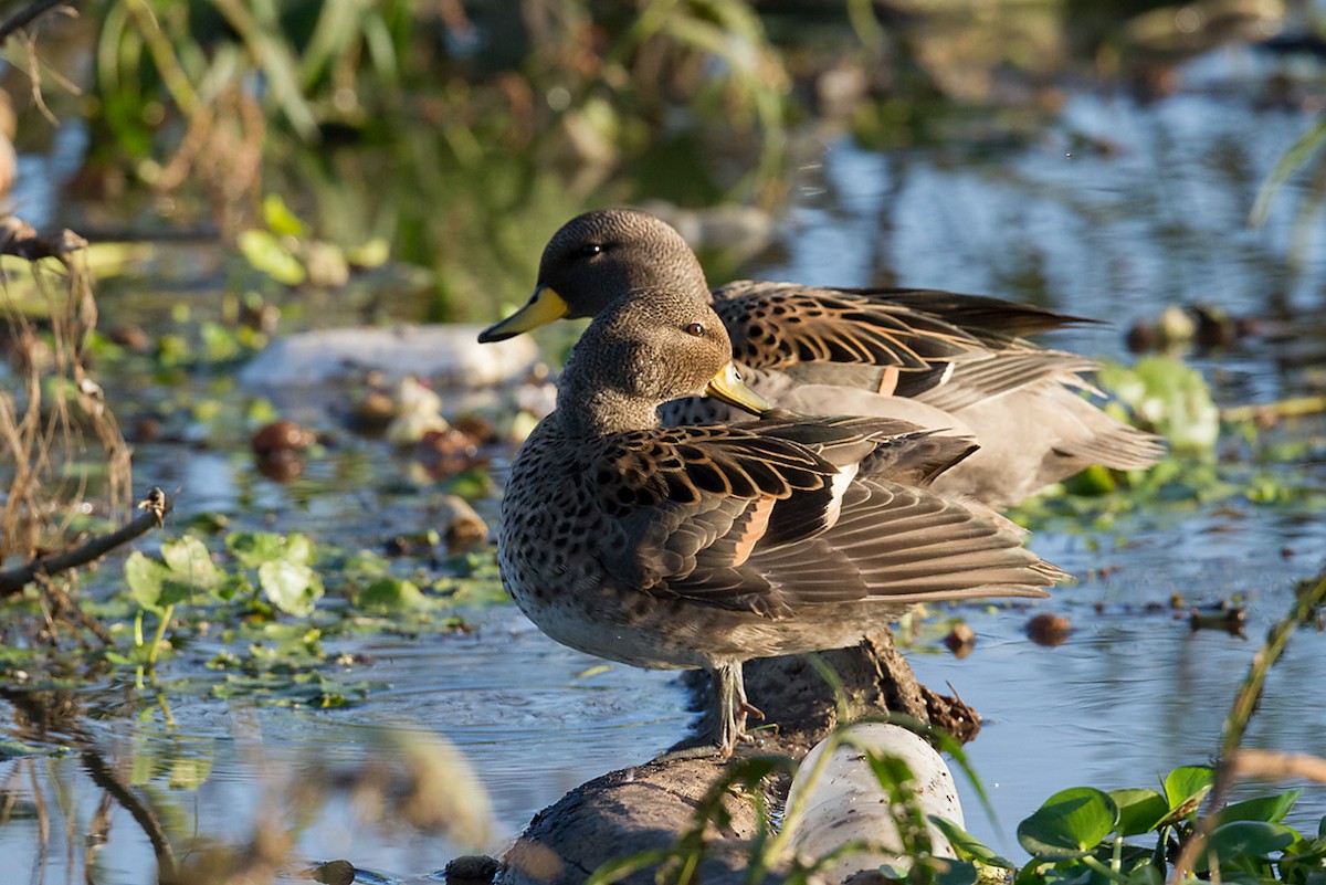 Yellow-billed Teal - Patricia Alfredo